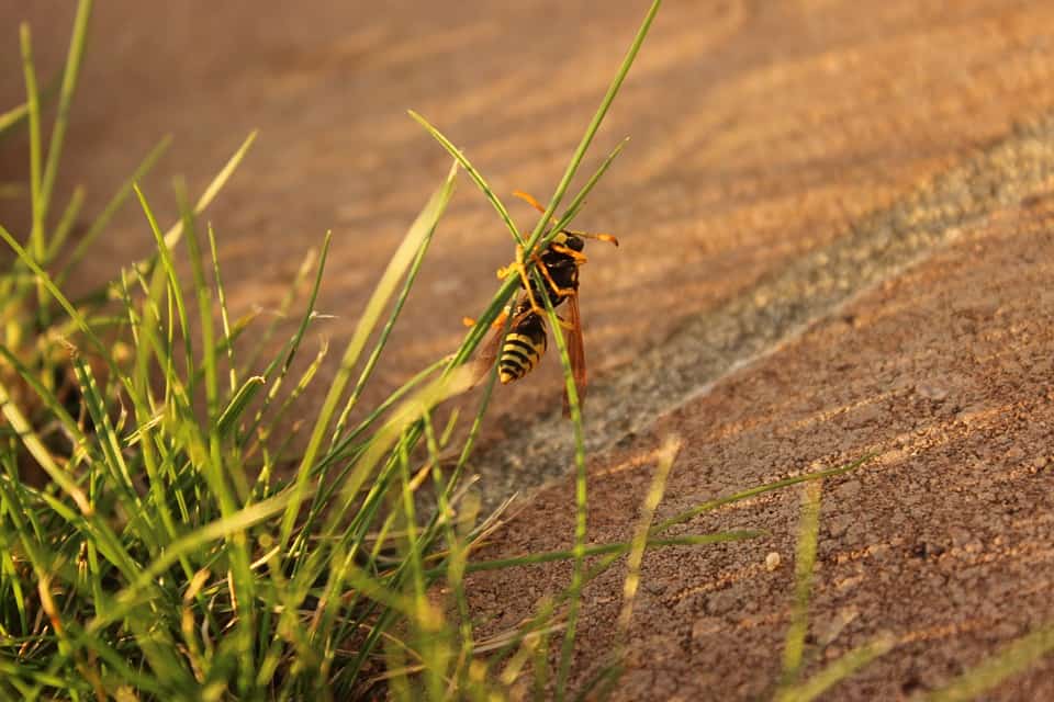 Le vespe comuni  includono la Vespa Crabro, Vespa Velutina e la Vespa Germanica