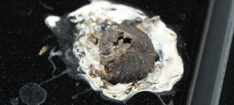 guano piccioni