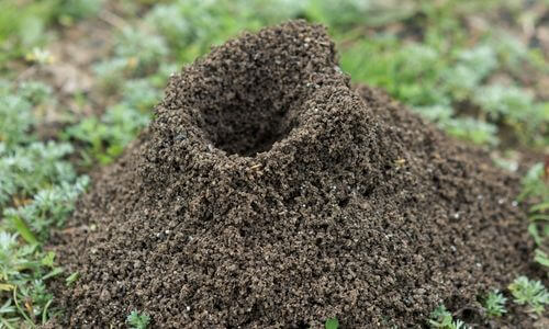 Disinfestazione formiche giardino