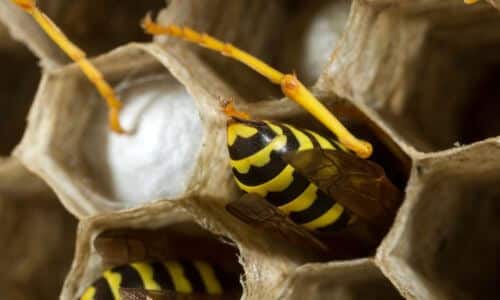 Gli insetti formano il nido specialmente in ambienti liberi e tranquilli
