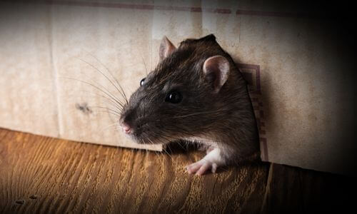 I metodi per eliminare in breve tempo un'infestazione di topi in casa e prevenire il loro ritorno sono diversi