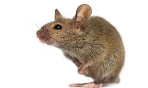 I topi sono portatori di malattie ed infezioni trasmissibili all'uomo e agli animali domestici